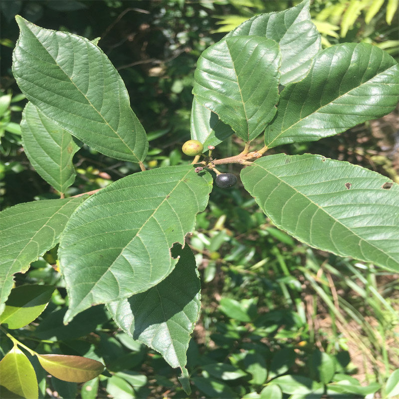 野生梨罗根 中药材长叶冻绿 正品苦李根 过路黄 山六厘  黄药鼠李