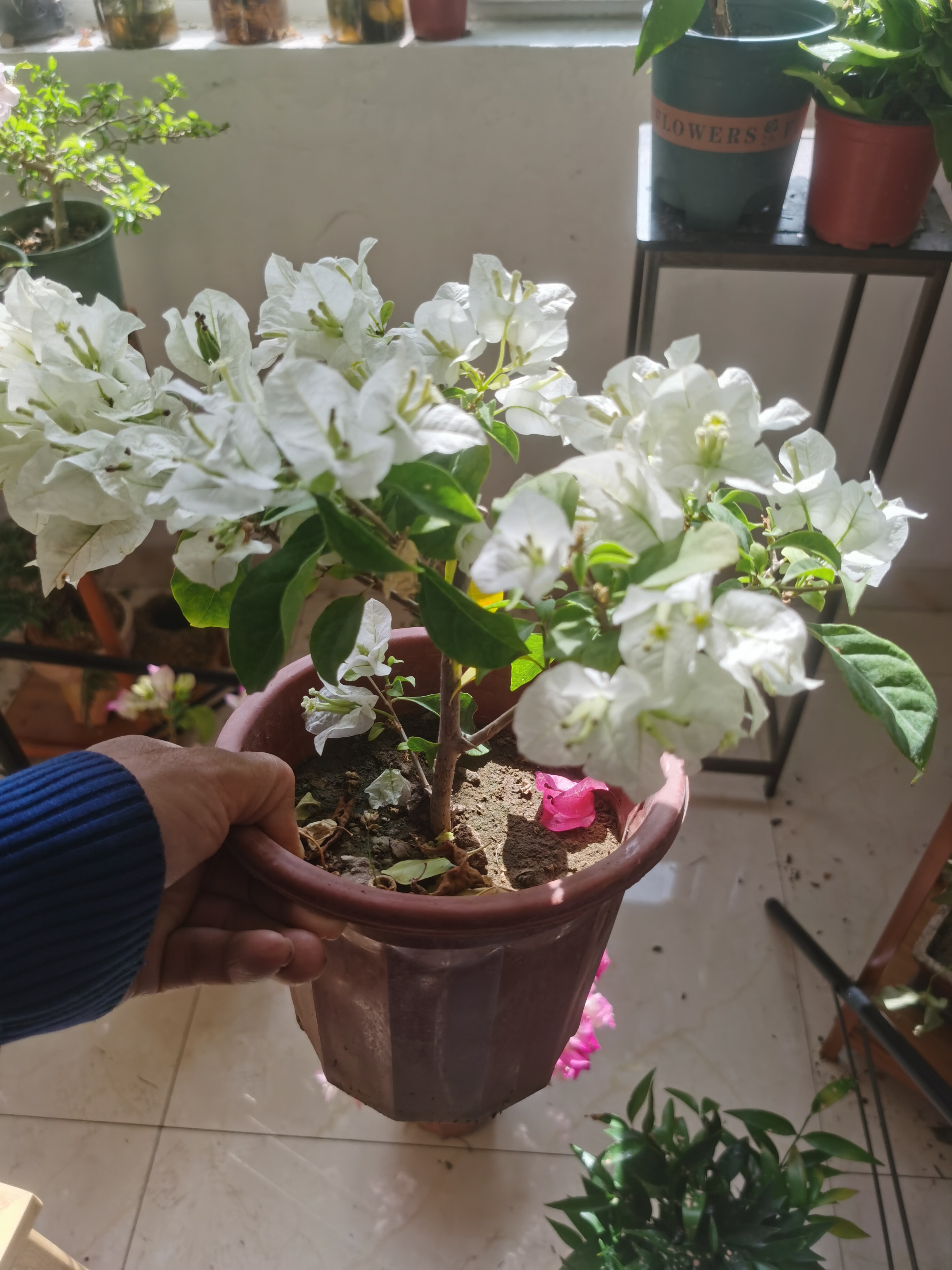 白雪公主三角梅，桩型好，实图拍带花苞