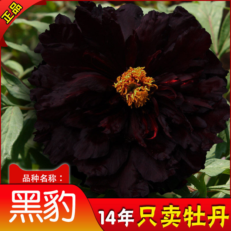 【黑豹】菏泽黑牡丹花苗 阳台客厅盆栽 别墅庭院地栽花卉 包活