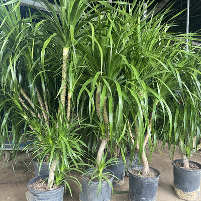 1.4-1.7怪龙血树绿植盆栽大型植物客厅多头造型老桩植物ZB