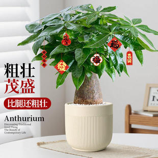 粗壮发财树大盆栽办公室内桌面客厅招财摆件植物乔迁新家开业送礼