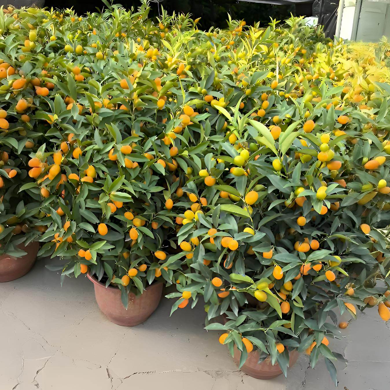 脆皮金桔盆栽带青果可食用盆栽年宵花（运输途中少量掉果介意勿拍,鲜花速递/花卉仿真/绿植园艺,大型绿植/成品组合盆栽,淘宝优惠券,粉丝福利购,淘宝优惠卷