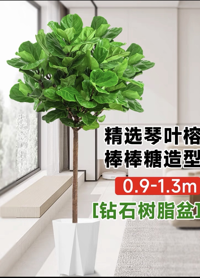 琴叶榕富贵叶盆栽室内客厅大叶北欧真绿植大型琴叶榕植物zb,鲜花速递/花卉仿真/绿植园艺,大型绿植/成品组合盆栽,淘宝优惠券,粉丝福利购,淘宝优惠卷
