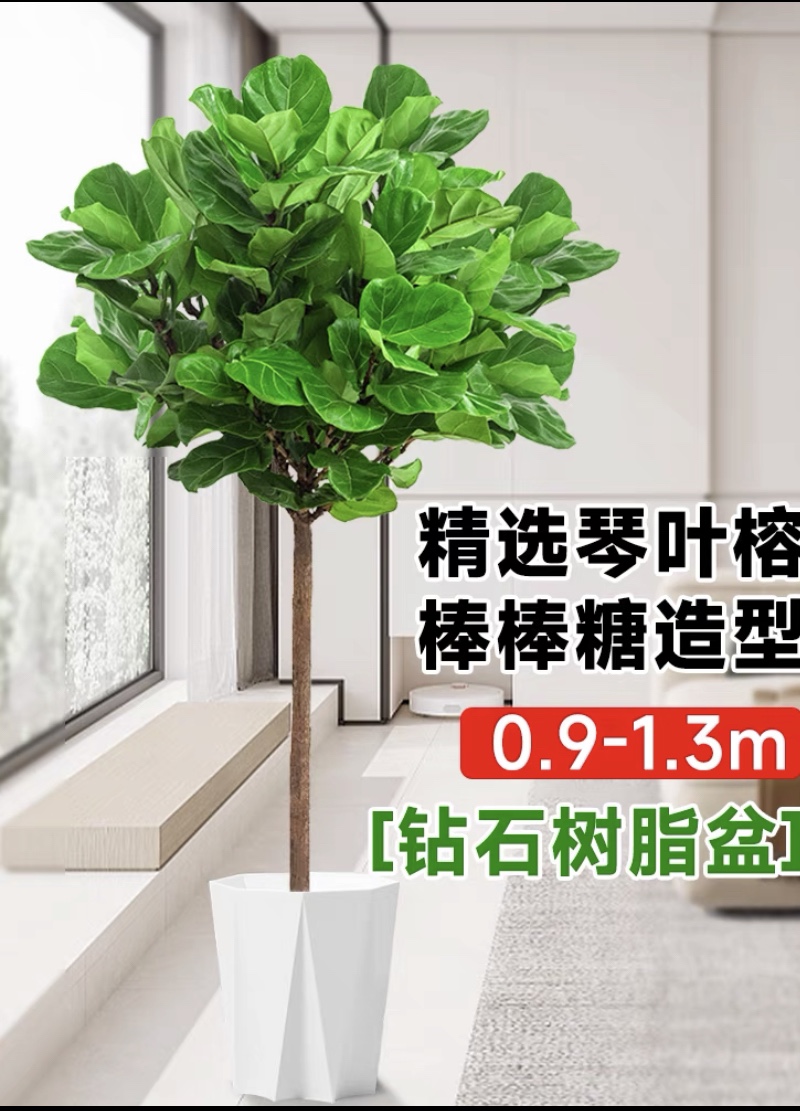 琴叶榕富贵叶盆栽室内客厅大叶北欧真绿植大型吸甲醛琴叶榕植物zb 鲜花速递/花卉仿真/绿植园艺 大型绿植/成品组合盆栽 原图主图