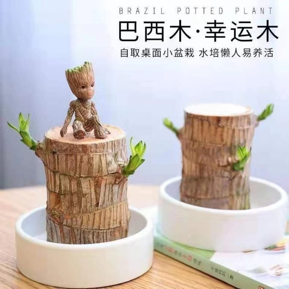 格鲁特水养幸运木水培花卉巴西木