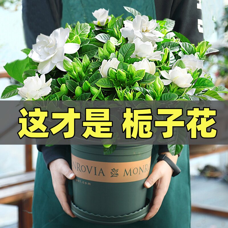 栀子花盆栽花卉植物室内带花苞