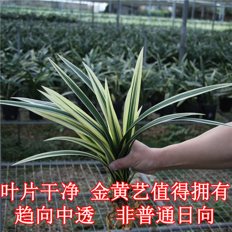 兰花日向黄金中透艺非普通日响墨兰报岁兰高档艺草名贵花卉包邮