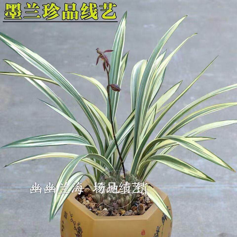 精品兰花苗墨兰瓷白艺草高档线艺绿植盆栽培室内阳台庭院