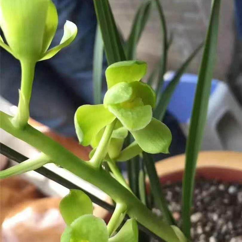 经典老种浓香蕙兰名品王氏素荷高档花卉冬季带花苞,鲜花速递/花卉仿真/绿植园艺,国兰/杂交兰/洋兰类,淘宝优惠券,粉丝福利购,淘宝优惠卷