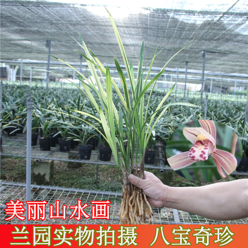 兰花建兰八宝奇珍四季兰浓香名贵缟艺盆栽花卉绿植种子观叶植物