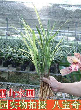 兰花建兰八宝奇珍四季兰浓香名贵缟艺盆栽花卉绿植种子观叶植物