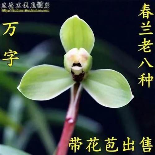 兰花苗老种春兰老八种万字浓香型花卉绿植盆栽好养易活