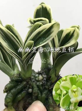 兰花苗高品质矮种大金边叶厚大元宝绿植盆栽