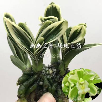 兰花苗高品质矮种大金边叶厚大元宝绿植盆栽