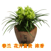 花开富贵春兰奇花浓香勤花勤草客厅阳台办公室绿植盆栽