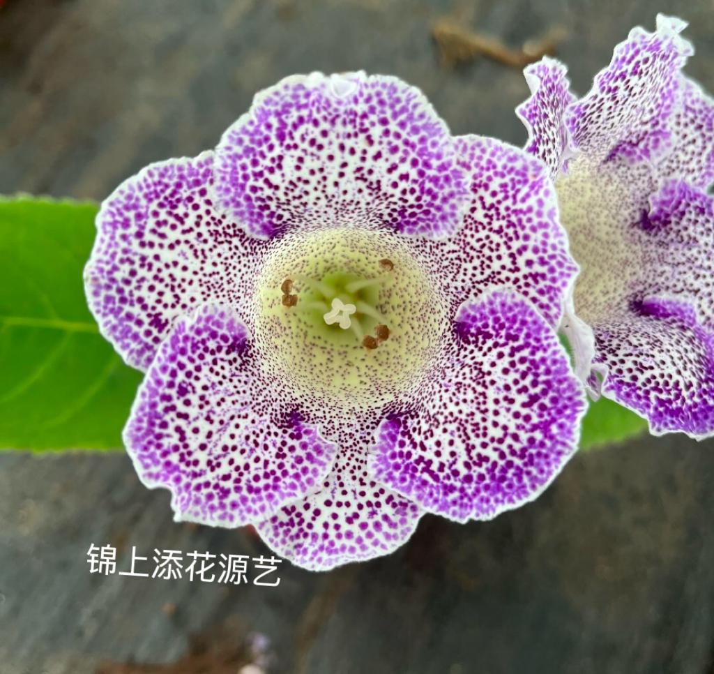 进口单瓣重瓣大岩桐芙蓉花 育苗钵球根苗  阳台庭院 盆栽绿植花卉