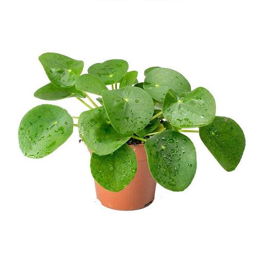 镜面草植物老桩多肉植物北欧网红绿植耐阴室内水培办公室盆栽花卉