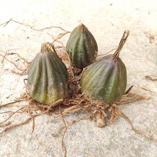 新鲜石仙桃野生石仙桃石橄榄单叶大石仙桃生鲜肇庆石仙桃