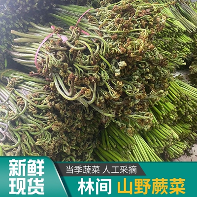 蔬菜类新鲜蕨菜山蕨菜甜蕨当季美味山珍山野菜鲜嫩厥菜龙爪菜现摘