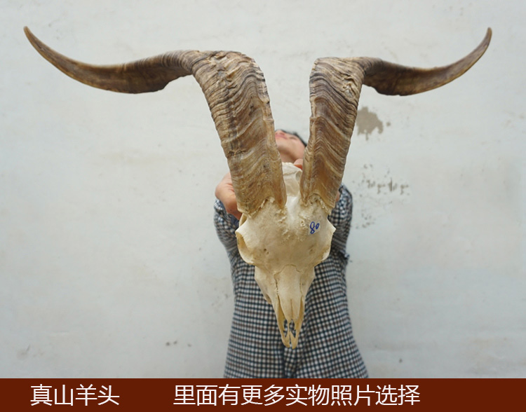 真山羊头 藏区真羊头骨 牦牛头骨工艺品 羊头装饰品 西藏羊头牛头