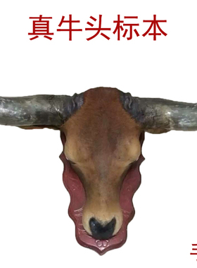 真牛头纯天然带皮壁饰挂件标本