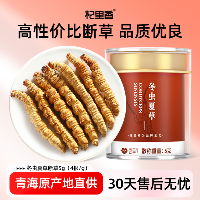 杞里香冬虫夏草断草5g（约4根/g）正品东虫草茶干货