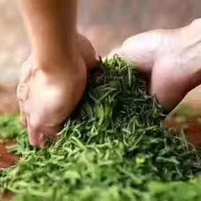 2025年新茶 石台硒茶野生绿茶 高山云雾茶 足斤罐装 谷雨茶炒青茶