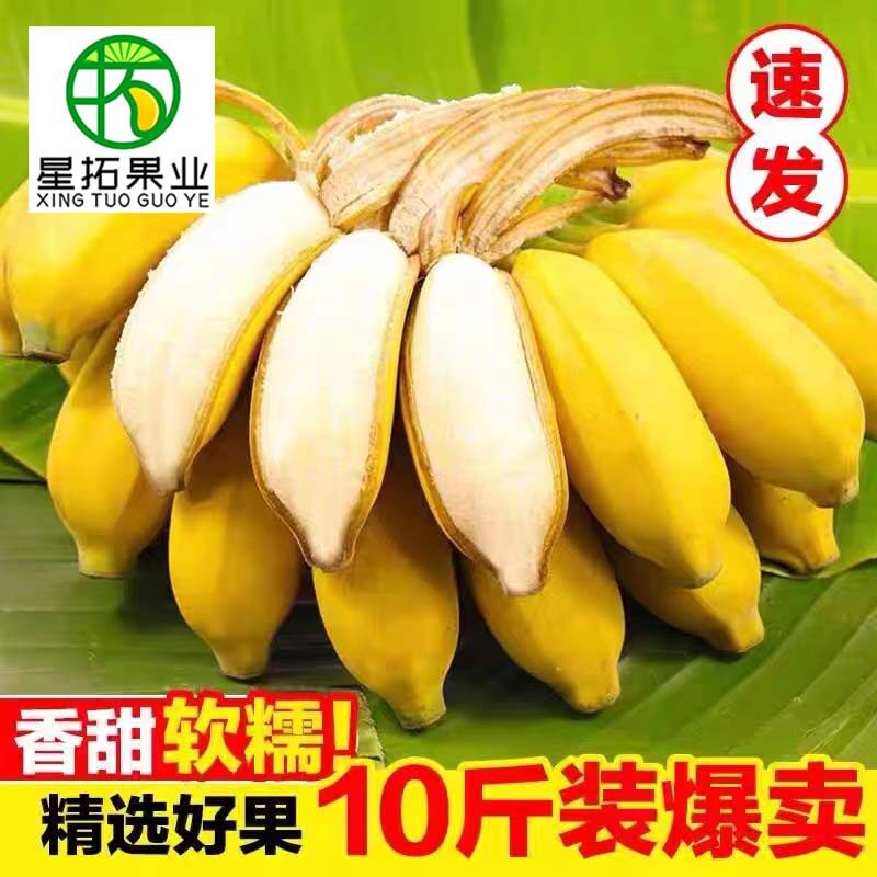 广西酸蕉米蕉新鲜香蕉10斤当季香蕉