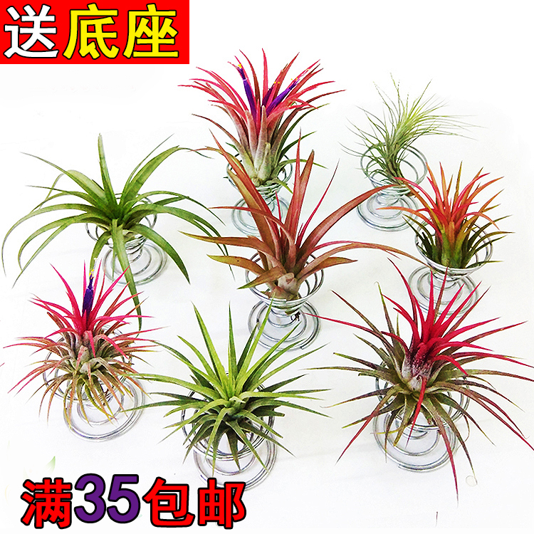 美杜莎送弹簧鲁普拉贝吉无土植物