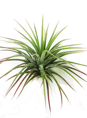 空气凤梨 无土植物 洪都拉斯T.fontanelle红精灵懒人植物桌面绿植