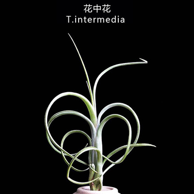 空气凤梨 花中花Tillandsia 无土植物懒人植物办公室绿植防辐射
