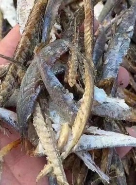 苍南巴浪鱼干去头去骨去内脏海鱼干野生巴郎鱼 9成干（咸淡适中）