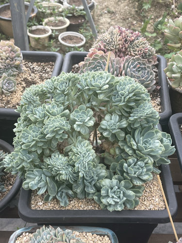 泡泡莎裙 多肉植物缀化 一体无砍 35CM左右一物一拍 孤品 天花板