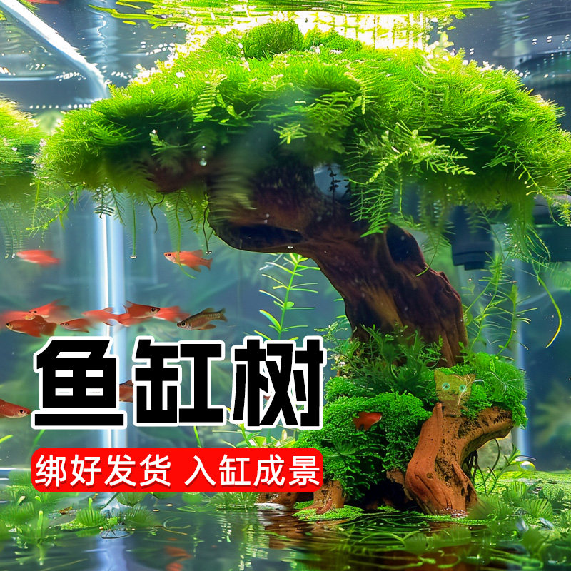 鱼缸造景摆件莫斯树真树沉木水草造景懒人造景生态全套无需底沙