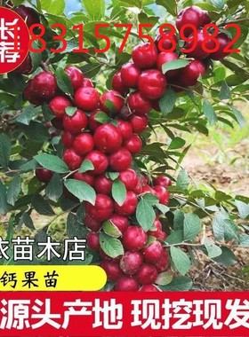 中华高钙果高钙水果苗农大钙果树苗盆栽地栽当年结果南方北方种植