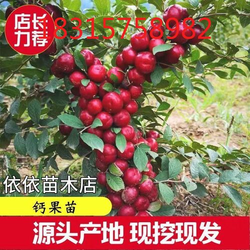 中华高钙果高钙水果苗农大钙果树苗盆栽地栽当年结果南方北方种植