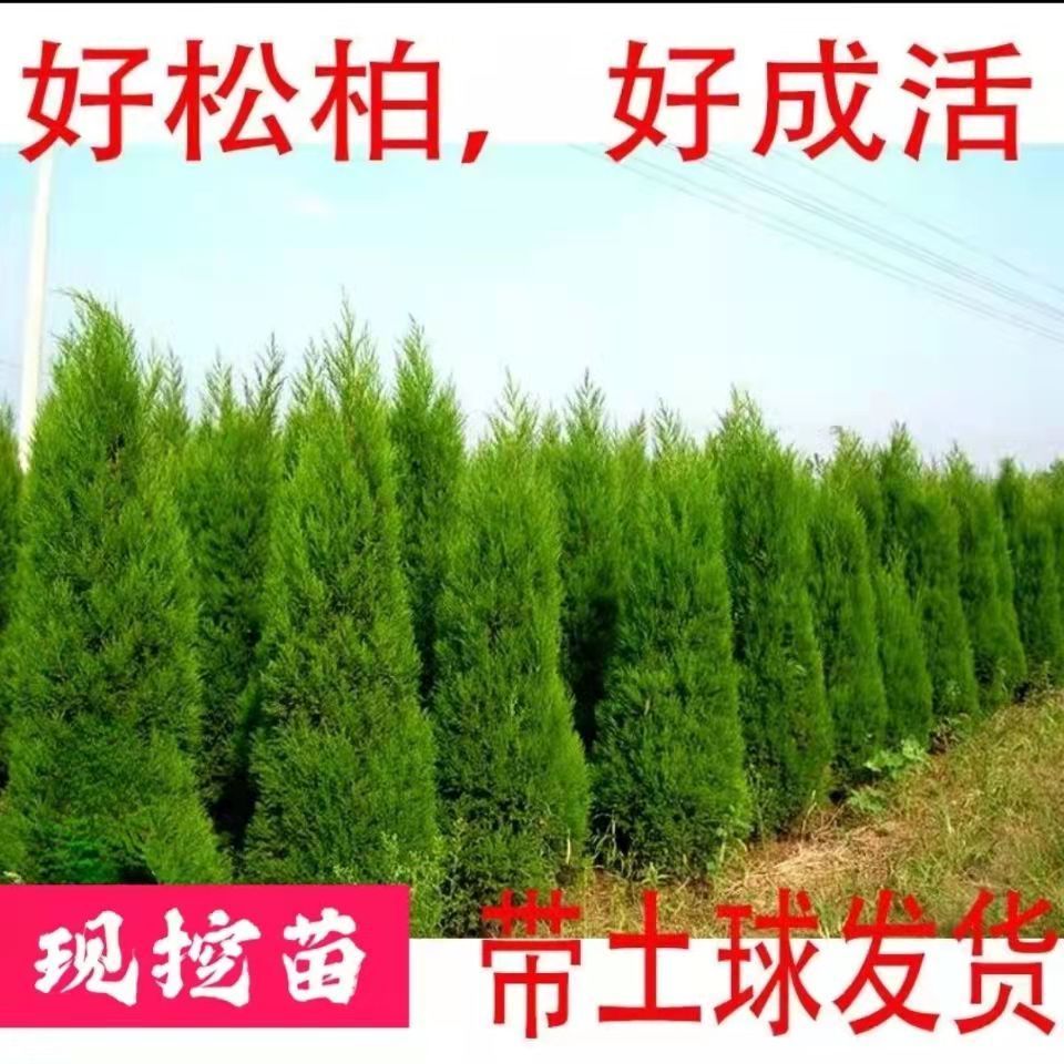 2棵柏树苗刺柏塔柏宝塔松侧柏树苗扁柏松树龙柏苗绿化柏树四季青图片
