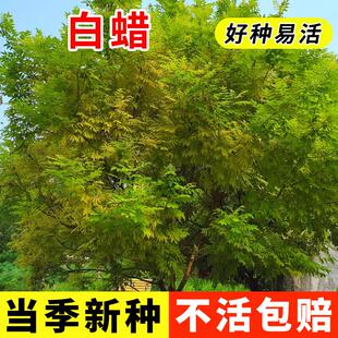 白蜡种子 对节金叶白蜡种籽 小叶大叶树籽速生白蜡种子白蜡树种子