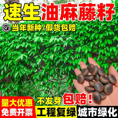 油麻藤种子灌木草籽护坡
