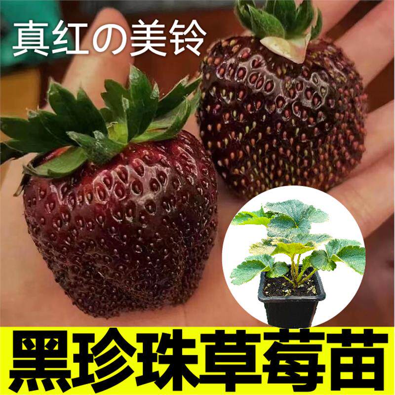 真红美铃黑珍珠草莓秧苗幼苗带土球根系发达红颜丹东9白天使淡雪