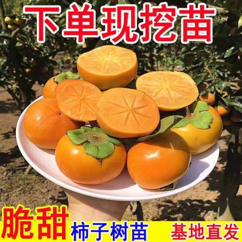 柿子树果苗脆甜直接吃的甜火晶嫁接矮化庭院果树特大号南北方耐寒