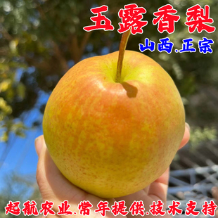 嫁接山西玉露香梨树苗盆栽庭院地栽雨露特大酥梨苗南北方种植果苗