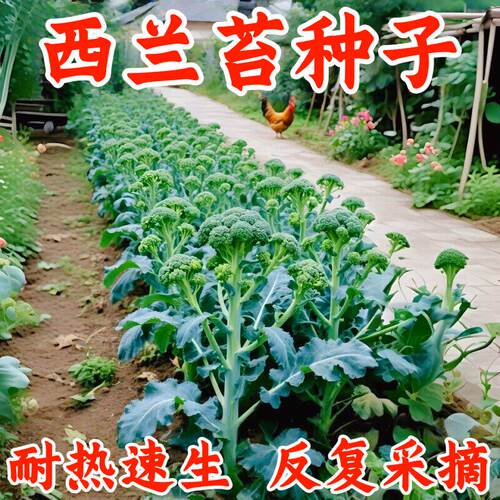 西兰苔种子芥兰种籽芥菜苔种子四季春种耐院热阳台庭蔬菜种子大全