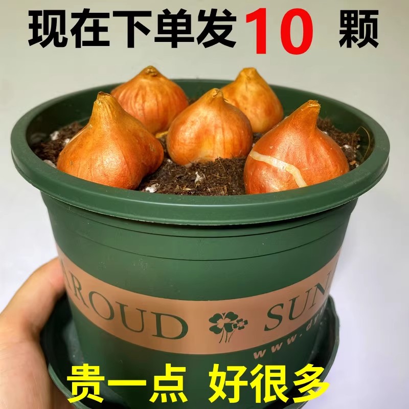 进口十颗郁金香大种球花卉盆栽四季土水培种子风信子百合种球图片
