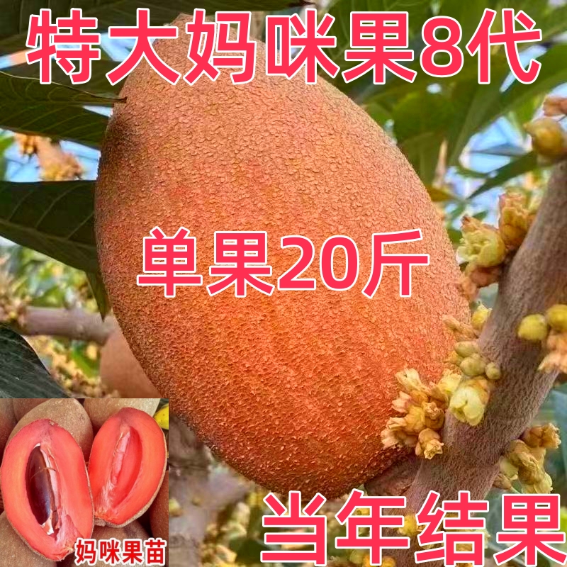 妈咪果树苗马加纳妈咪果苗四季南方种植盆栽庭院阳台马梅果苗