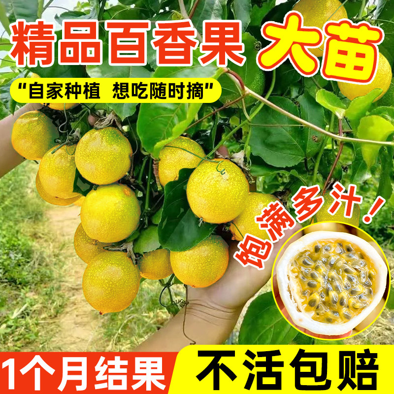 百香果树苗正宗黄金百香果苗纯甜