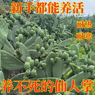 开花食用结果苗食用的结果当年盆栽美容结果果实仙人掌食用苗