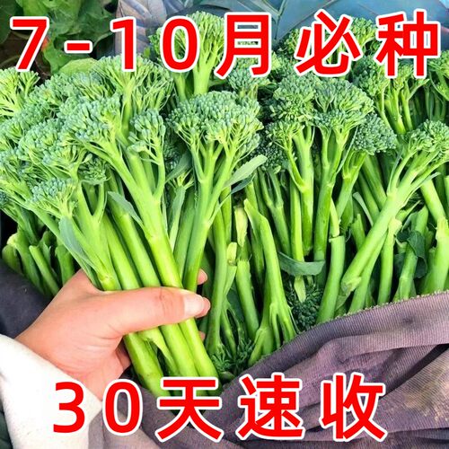 西兰苔种子西洋芥兰种籽小西蓝花芥蓝菜苔菜心四季蔬菜种子大全