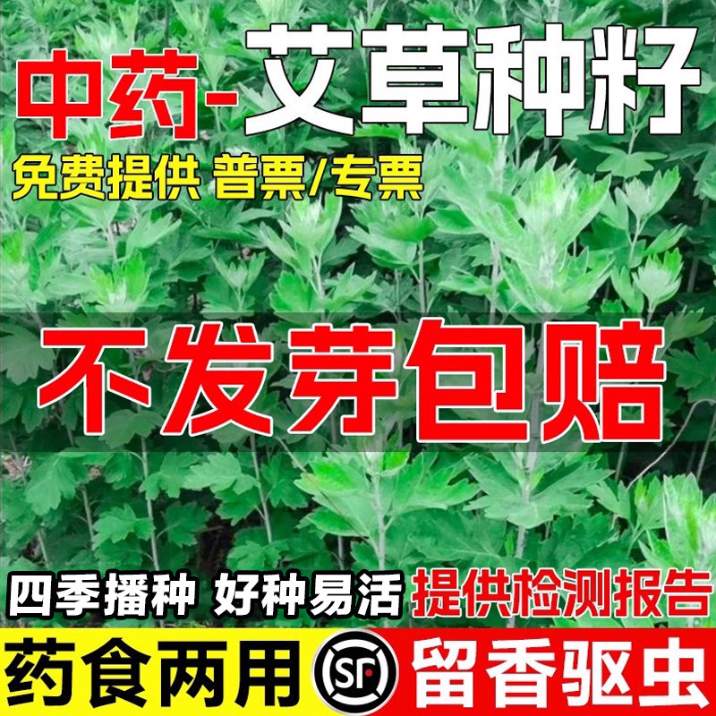 艾叶靳艾草种子野生香艾草苗食用青团四季驱蚊草大叶艾蒿青蒿种籽图片