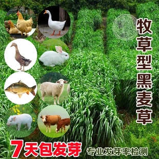黑麦草种籽四季草籽多年生耐寒牧草种籽畜牧养殖鸡鸭牛羊鱼草种子